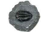 Detailed Coltraneia Trilobite Fossil - Huge Faceted Eyes #328574-2